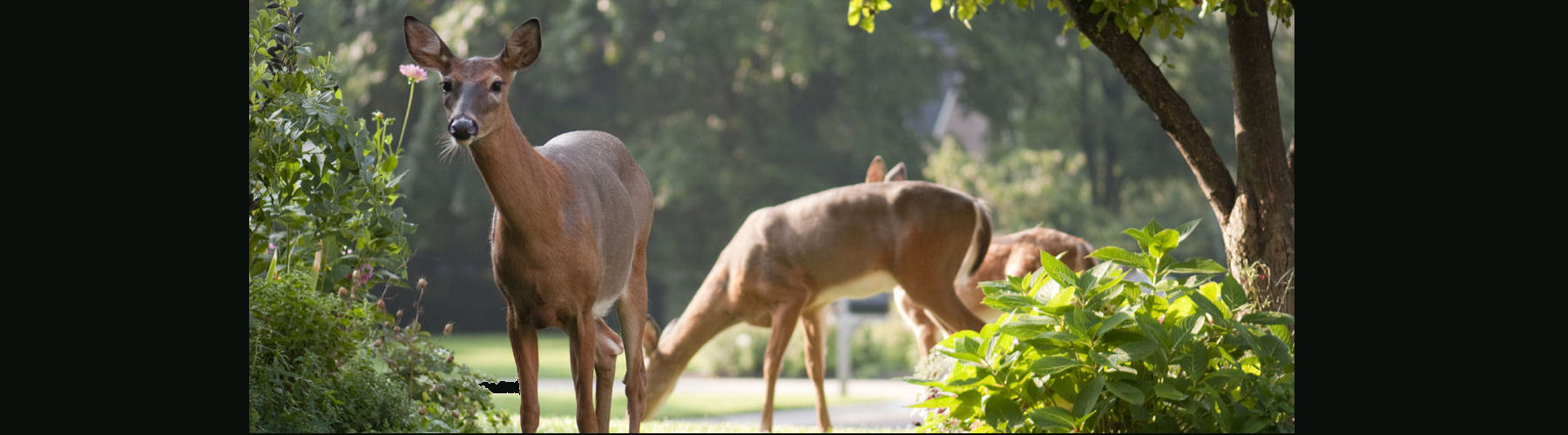 Deer removal on Long Island